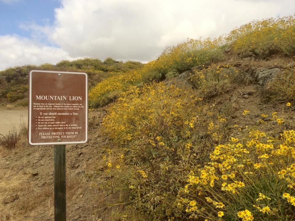 PHOTO: A mountain lion warning sign on the Diamond Valley Lake Wildflower Trail during California's 2017 super bloom. (Pam Susemiehl/Getty Images, FILE)