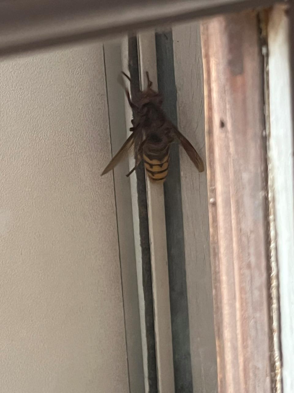 Graham resident's submitted photo of a suspected "murder hornet"