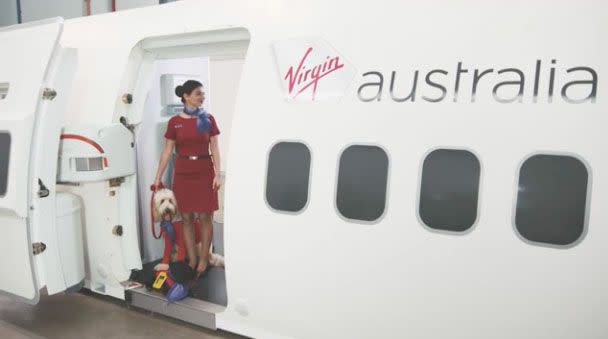 Devastated: There will be no canine crew on your next Virgin flight.