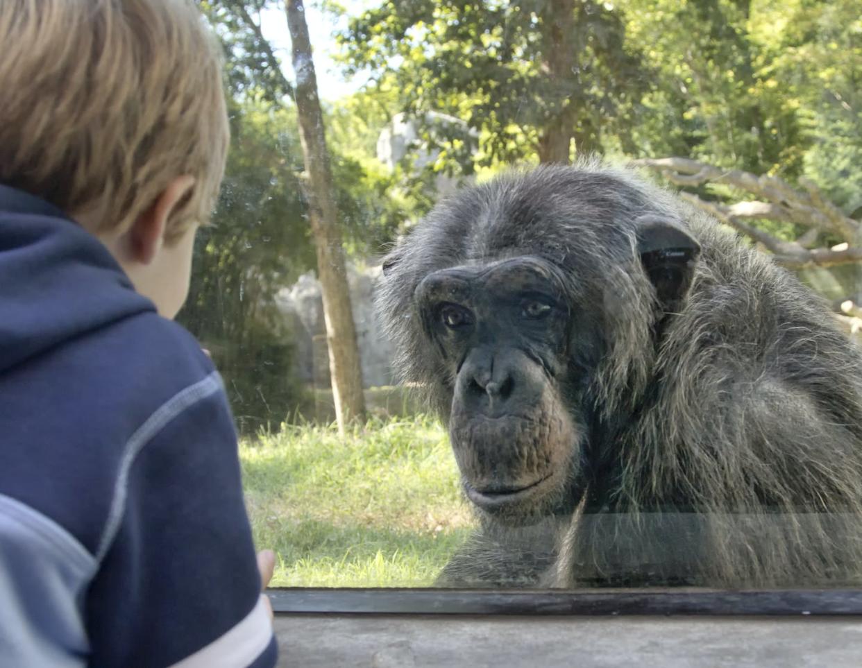 Climbers must climb, diggers must dig and runners must run. <a href="https://www.gettyimages.com/detail/photo/chimpanzee-and-little-boy-at-zoo-royalty-free-image/141763718" rel="nofollow noopener" target="_blank" data-ylk="slk:Doris Rudd Designs, Photography/Moment via Getty Images;elm:context_link;itc:0;sec:content-canvas" class="link ">Doris Rudd Designs, Photography/Moment via Getty Images</a>