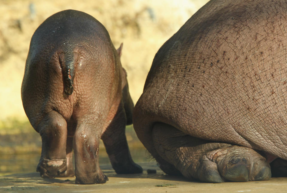 Baby Hippopotamus Presentation At Berlin Zoo