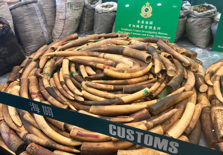 Ivory tusks and pangolin scales seized by Hong Kong Customs are displayed at a news conference in Hong Kong, China, February 1, 2019. REUTERS/Stringer NO RESALES. NO ARCHIVE.