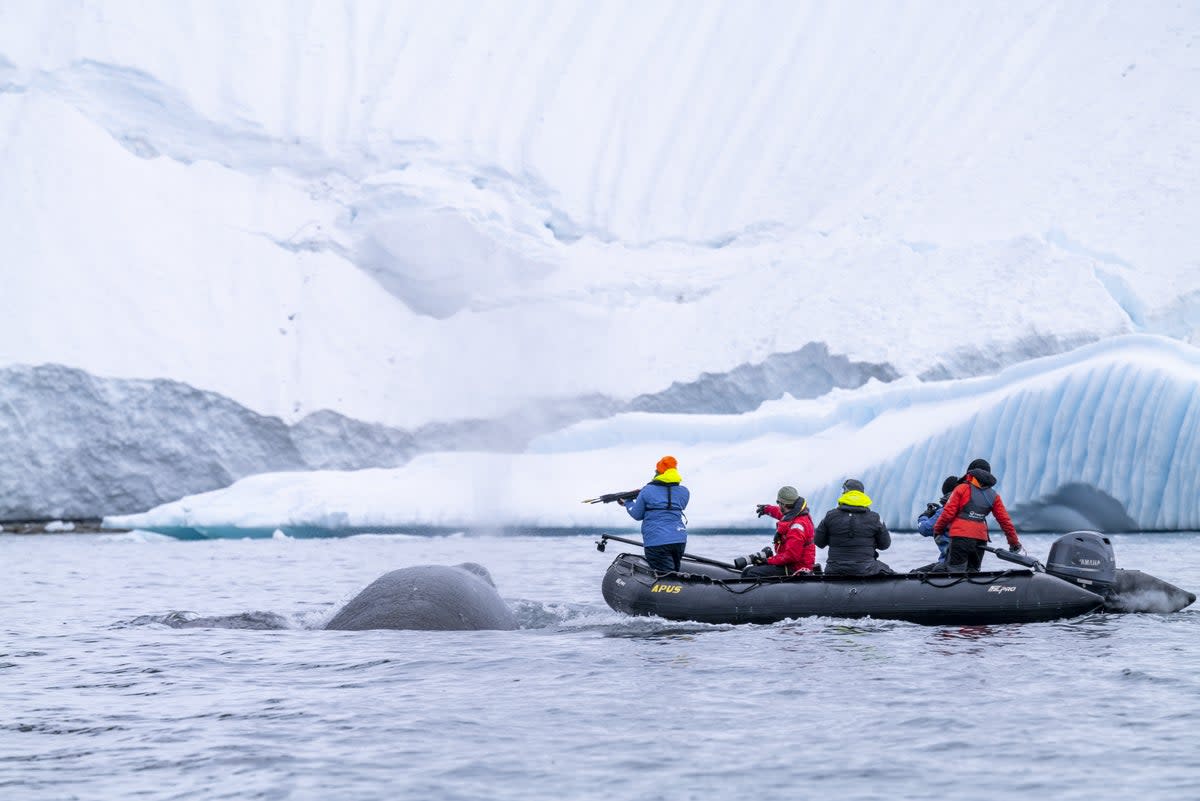 Scientists approach a whale in the icy waters (Ted Grambeau for Intrepid Travel. Imagery collected under scientific permits: NMFS #23095, ACA # 021-00)