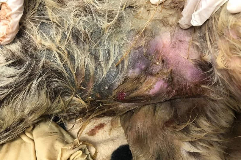 Deceased spaniel's bruised abdomen