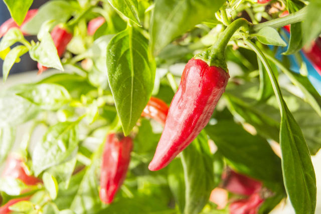 Bien choisir et utiliser le paprika en cuisine