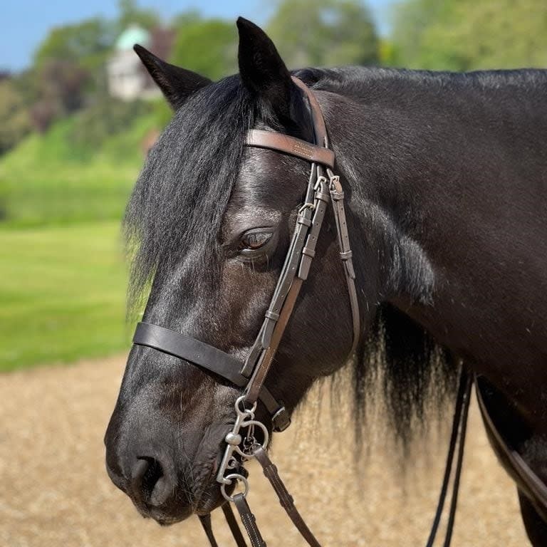 A new photo released by Buckingham Palace of Emma, Queen Elizabeth II's horse that featured in her funeral at Windsor Castle - Buckingham Palace 