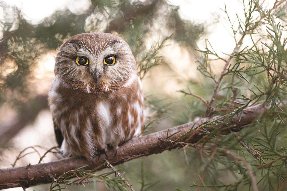 Northern saw-whet owls, no bigger than a human hand, will be banded in the Indiana Dunes as visitors watch once again in 2023.