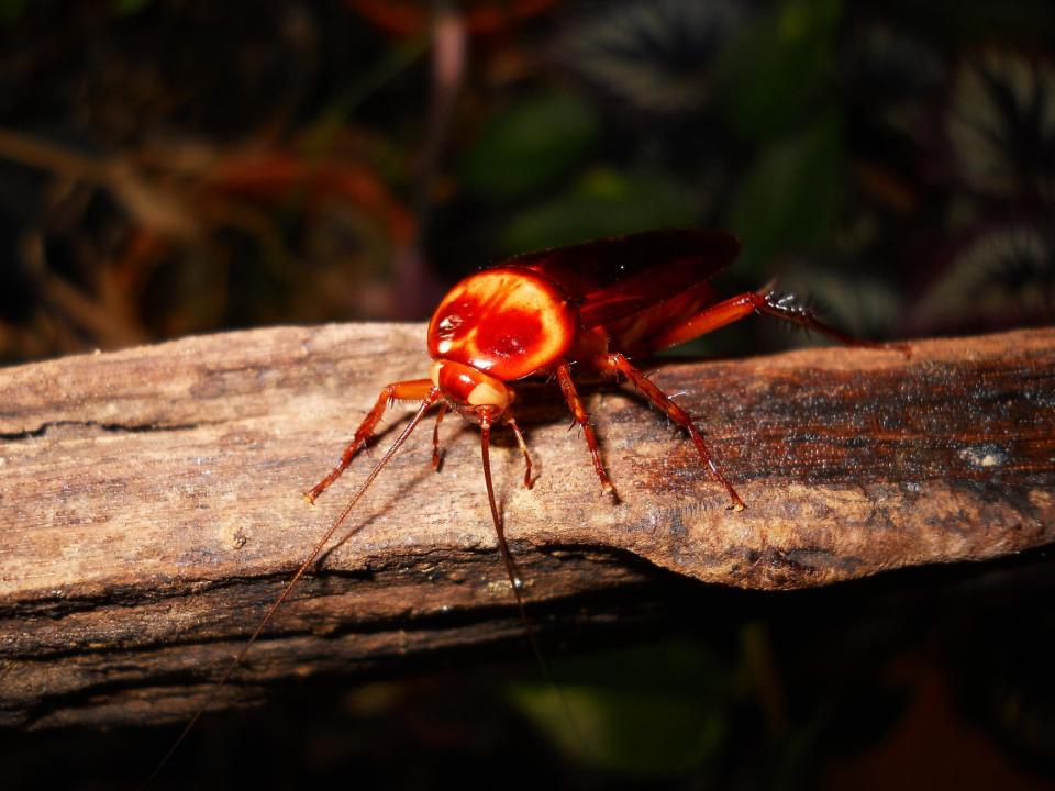 This undated photo provided by Orin McMonigle shows one of the few pest species, Periplaneta americana, a white eye mutation that is no longer known to exist in the wild and has been maintained in captivity since 1943. McMonigle says that if pet roaches were to escape, the only danger would be to the insects themselves. They can't survive in the typical home, where the temperature and humidity are unsuitable and they can't find food. (AP Photo/Orin McMonigle)