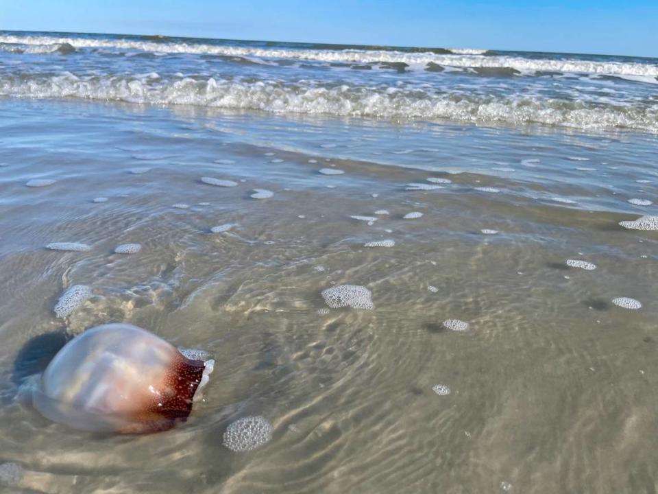 A cannonball jellyfish washed ashore on Hilton Head Island.