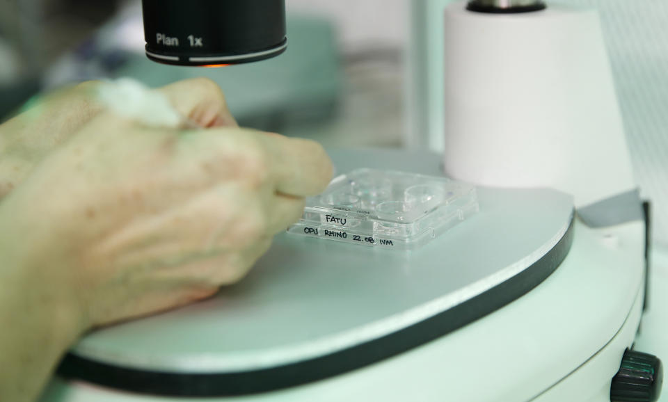 FILE - In this Sunday, Aug. 25, 2019 file photo, a researcher works at the Avantea laboratory inseminating eggs from the last two remaining female northern white rhinos with frozen sperm from two rhino bulls of the same species, in Cremona, Italy. Groundbreaking work to keep alive the nearly extinct northern white rhino - population, two - by in-vitro fertilization has been hampered by travel restrictions caused by the new coronavirus. (AP Photo/Antonio Calanni, File)