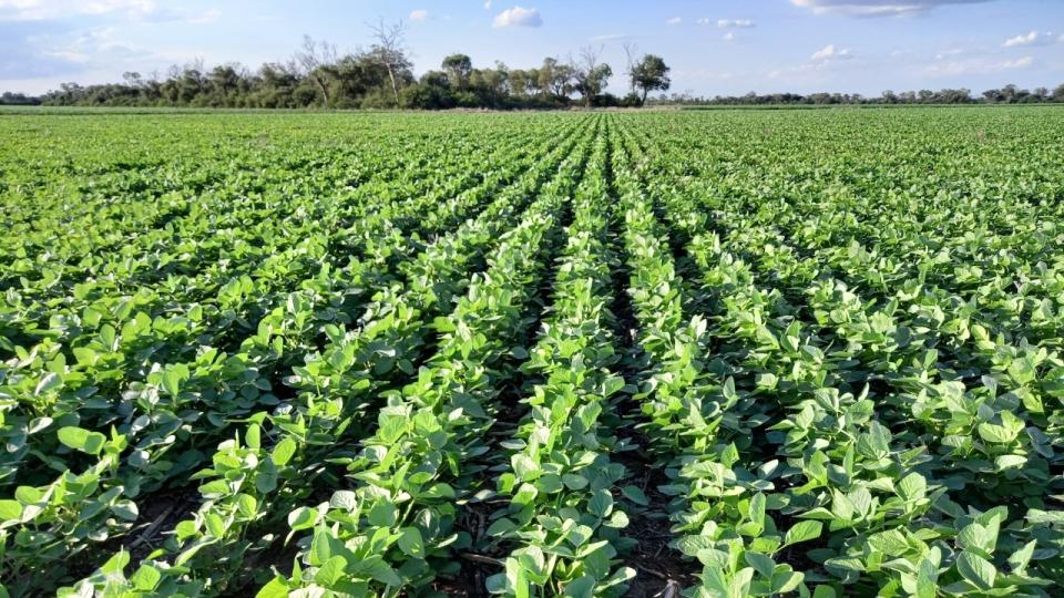 Hacer crecer la soja en cantidad impulsó el uso de productos que afectaron la salud.