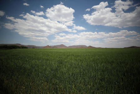 Wheat grows on a farm beside the Orange River, near Van Der Kloof, South Africa, October 29, 2018. Picture take October 29, 2018. REUTERS/Mike Hutchings