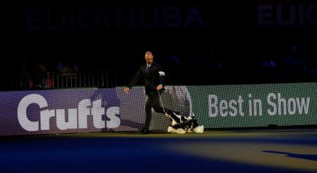 American Cocker Spaniel Miami runs with its handler Jason Lynn after being awarded best in show during the final day of the Crufts Dog Show in Birmingham, Britain March 12, 2017. REUTERS/Darren Staples