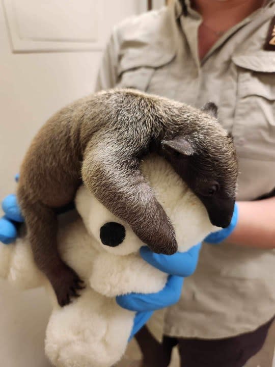 The first southern tamandua pup born at the Los Angeles Zoo is seen in an undated photo. (Los Angeles Zoo) 