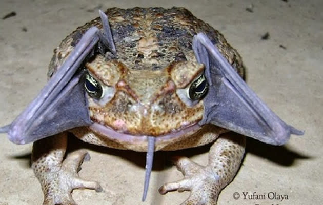 Upon closer inspection, this turns out to be a ground-dwelling cane toad — with a bat in its mouth. (Photo by Yufani Olaya)