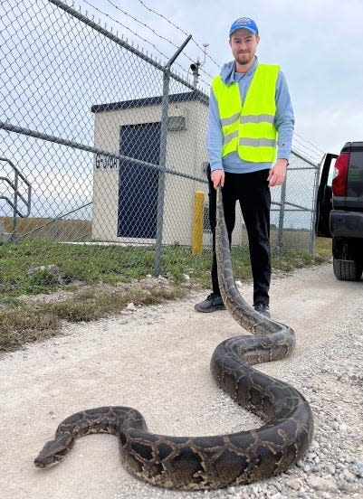 Nick Ziegler, a 23-year-old Florida Atlantic University student, is a civil engineering student by day and python hunter by night.