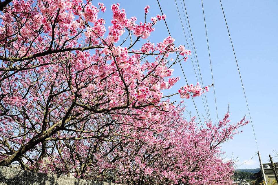 陽明山平菁街櫻花(Photo Credit: Sinchen.Lin@Flickr, License: CC BY 2.0，圖片來源：https://www.flickr.com/photos/24539319@N07/12186598236)