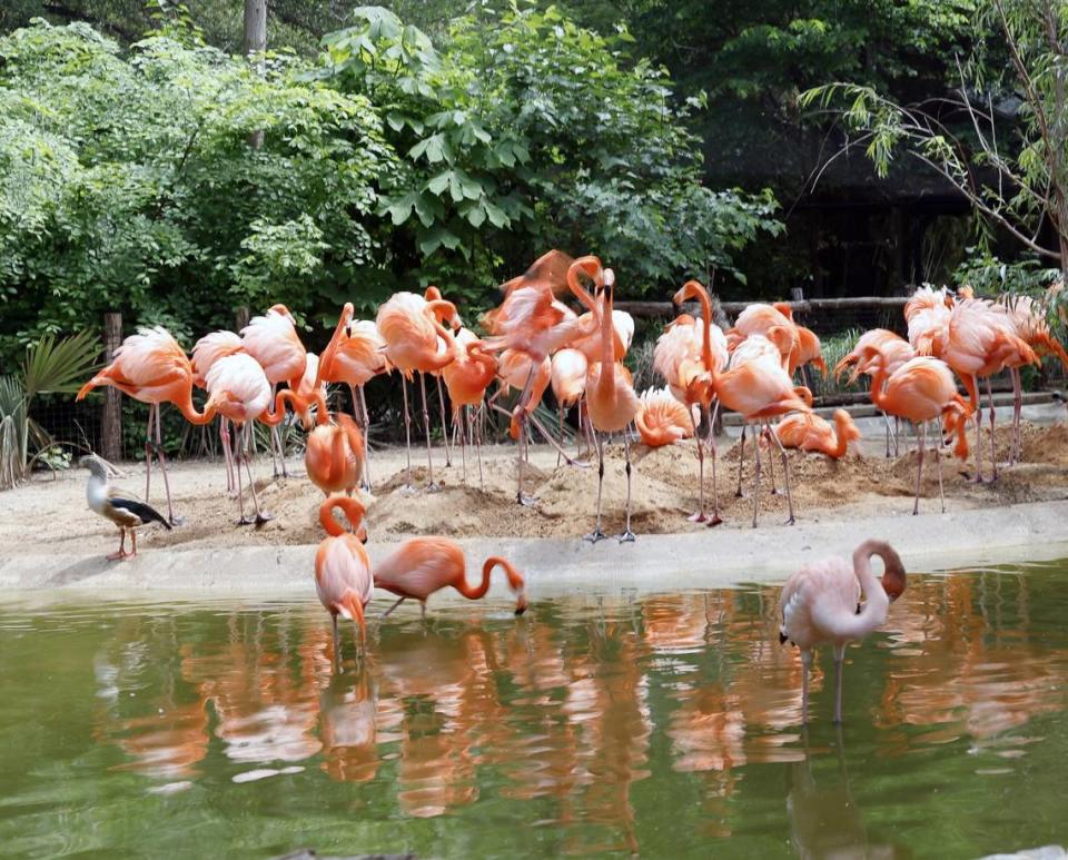 Caribbean Flamingos stayed close to their nesting grounds during the total solar eclipse at the Fort Worth Zoo in Fort Worth, Texas, Monday Apr 08, 2024. (Special to the Star-Telegram Bob Booth) Bob Booth/Bob Booth