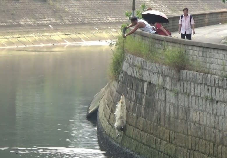 大埔林村河有人落網捕魚。