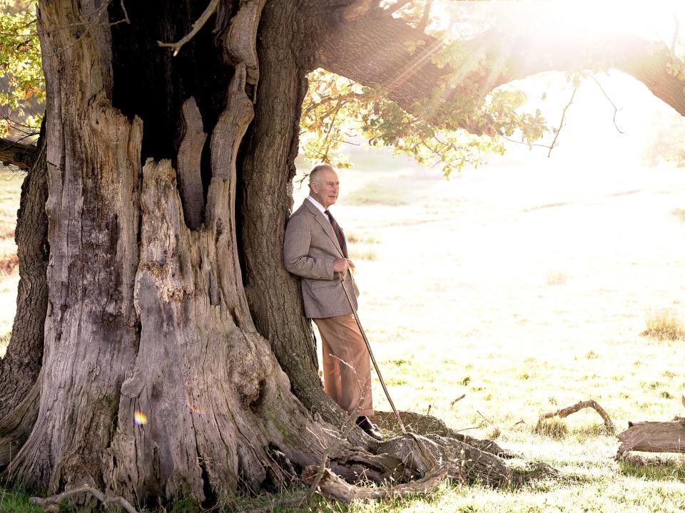 King Charles III stands beside an ancient oak tree in Windsor Great Park to mark his appointment as Ranger of the Park, on November 11, 2022