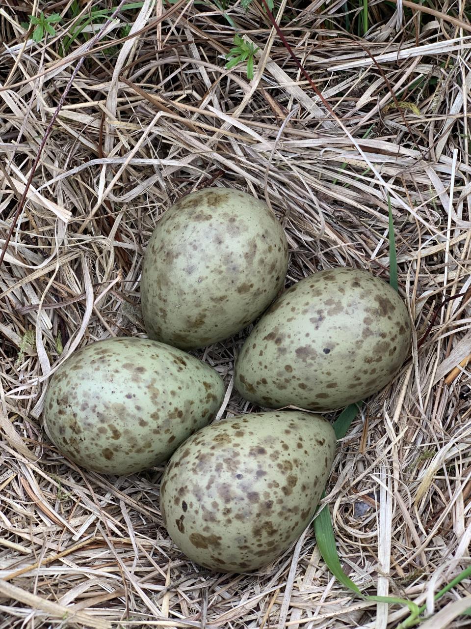 Curlew eggs rescued from a peatland fire (LoughNeaghPartnership/PA)