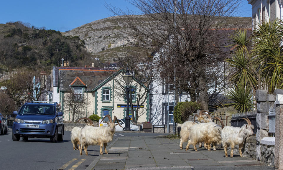 A herd of goats walk the quiet streets in Llandudno, north Wales, Tuesday March 31, 2020. A group of goats have been spotted walking around the deserted streets of the seaside town during the nationwide lockdown due to the coronavirus. (Pete Byrne/PA via AP)