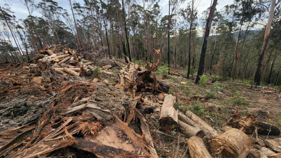 Many mining projects destroy koala habitat, environmentalists say.