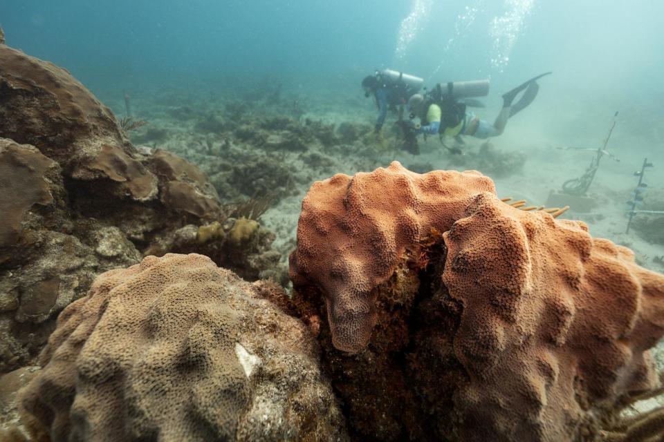 PHOTO: A reef that has been degraded, whether by coral bleaching, disease, or direct human impacts, can’t support the same diversity of species and has a much quieter, less rich soundscape.  (Dan Mele, ©Woods Hole Oceanographic Institution)