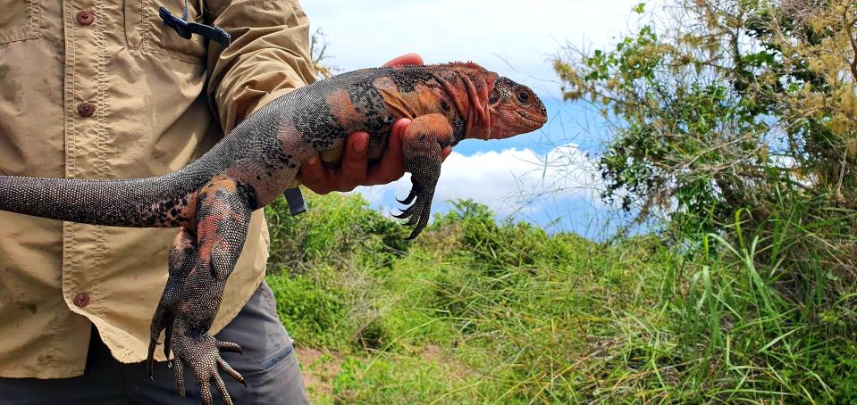 A pink iguana at Wolf Volcano on Isabela Island.