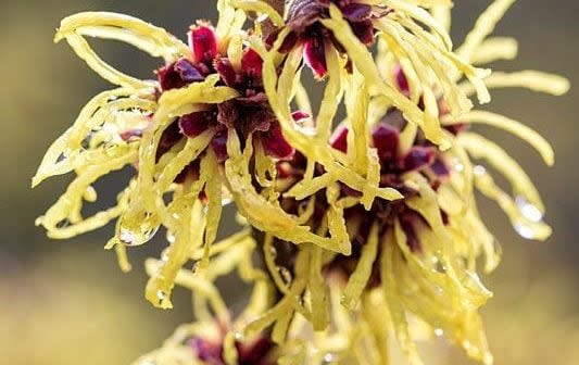 Hamamelis x intermedia 'Pallida’ AGM - GAP Photos/Mark Bolton