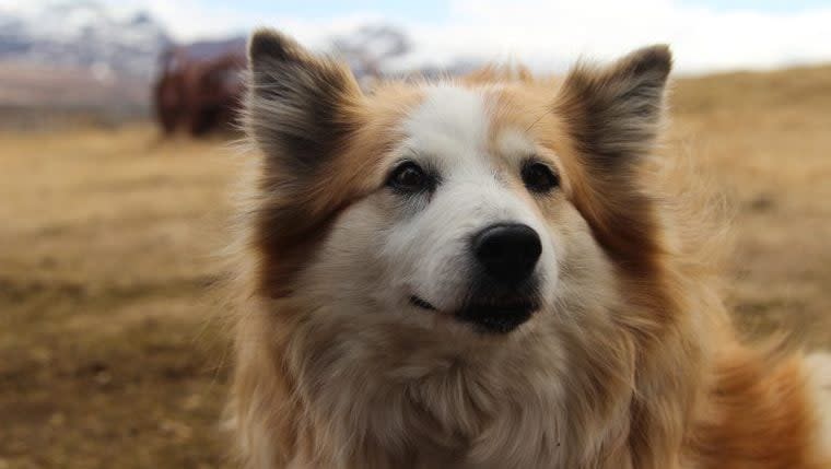 10 Dog Breeds That Look Like Foxes