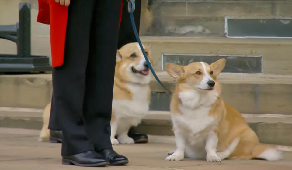 Queen Elizabeth II Funeral - Corgis