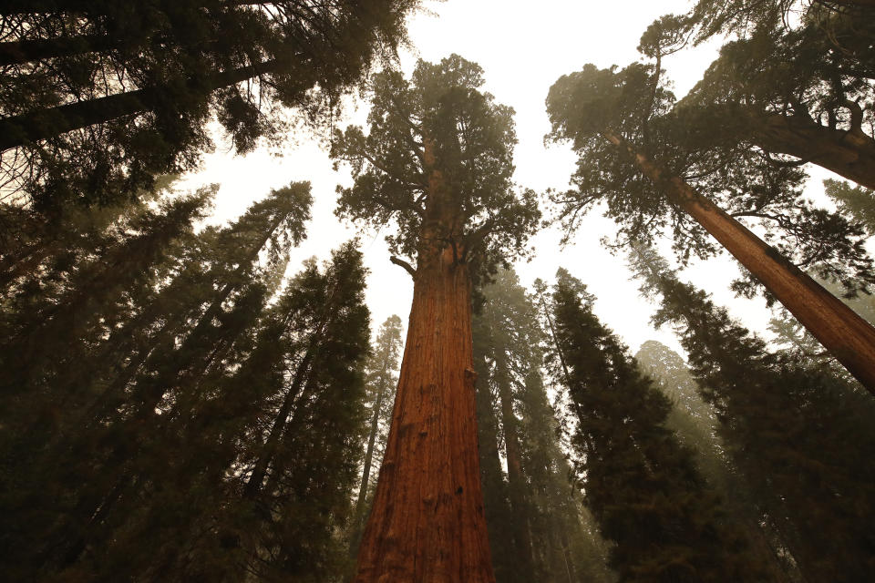 The historic General Sherman tree is seen, which was saved from fires by structure wrap at Sequoia National Park, Calif., Wednesday, Sept. 22, 2021. (AP Photo/Gary Kazanjian)