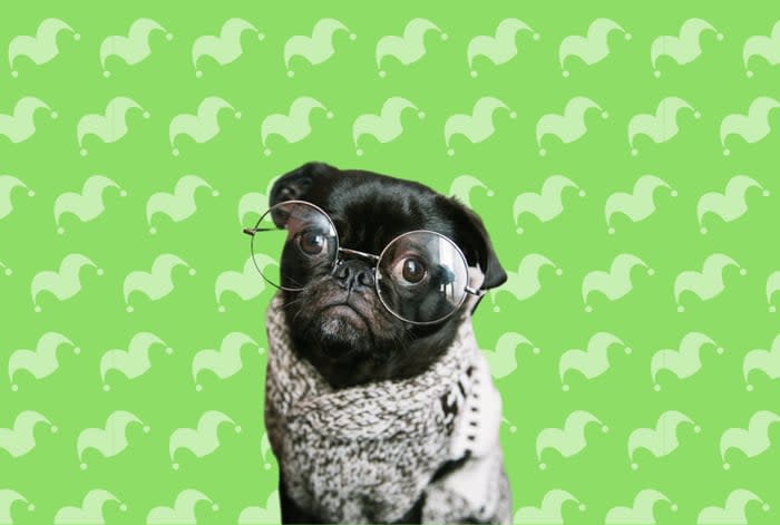 A dog with glasses against a green background