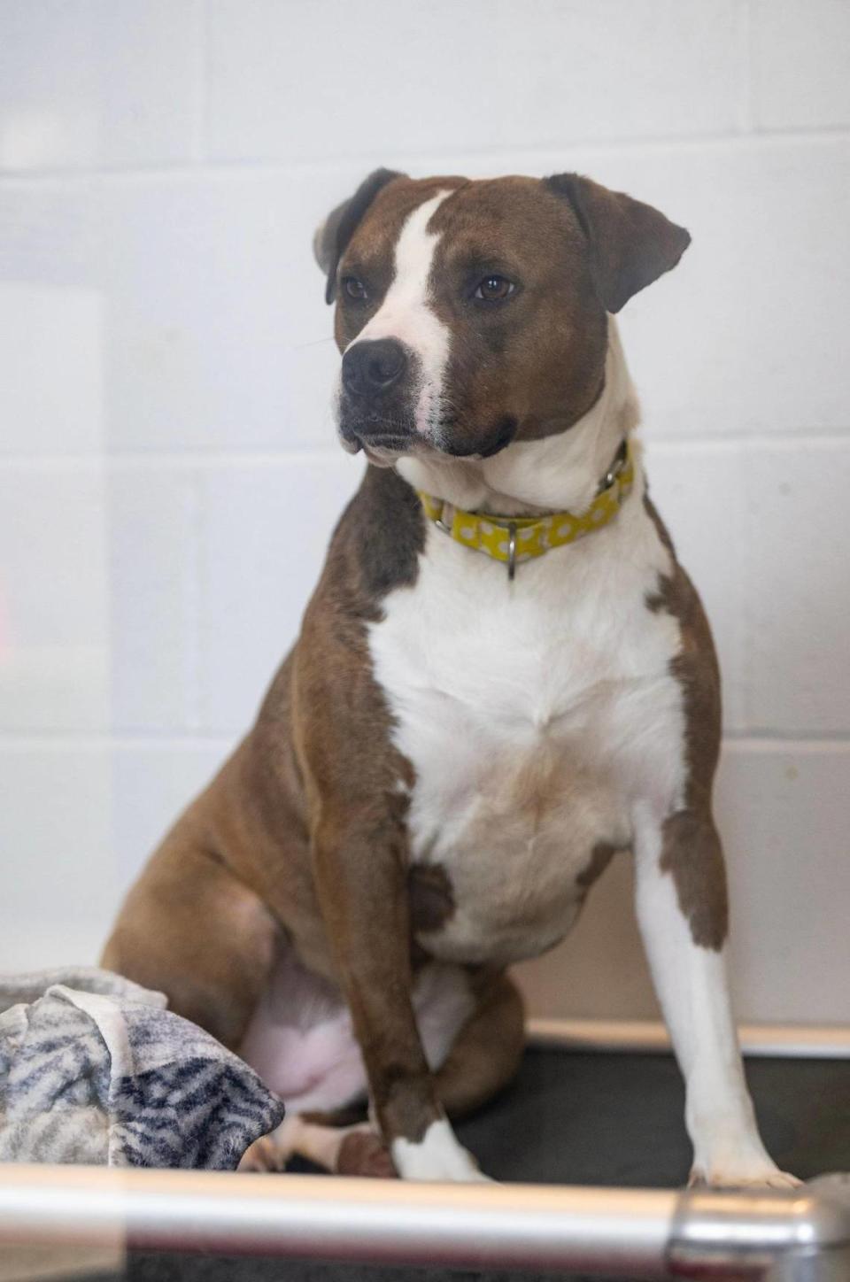 Alfred, a 2-year-old pit bull mix, was sheltered at KC Pet Project for nearly five months before being taken into foster care and is still awaiting a permanent home. Dogs are placed on the kennel’s “at risk” list for euthanasia after 30 days.