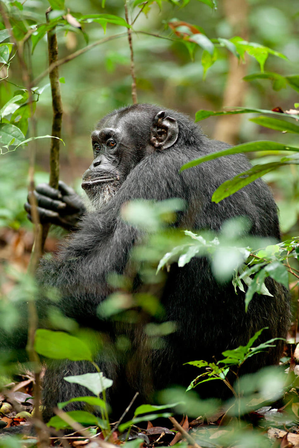 DisneyNature's "Chimpanzee" - 2012