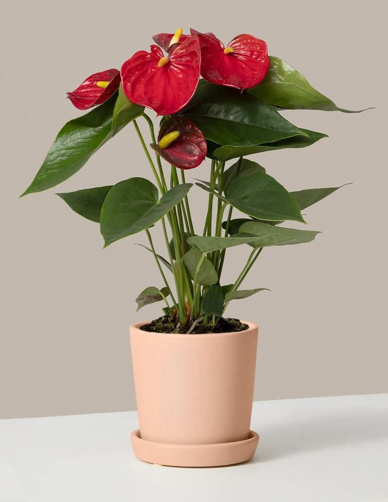 <p><a href="https://go.redirectingat.com?id=74968X1596630&url=https%3A%2F%2Fwww.thesill.com%2Fproducts%2Fred-anthurium&sref=https%3A%2F%2Fwww.housebeautiful.com%2Flifestyle%2Fgardening%2Fg2628%2Flow-light-houseplants%2F" rel="nofollow noopener" target="_blank" data-ylk="slk:Shop Now;elm:context_link;itc:0;sec:content-canvas" class="link rapid-noclick-resp">Shop Now</a></p><p>Red Anthurium </p><p>thesill.com</p><p>$78.00</p><span class="copyright">The Sill</span>