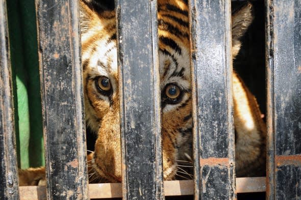 Abused tigers rescued from Germany rescued by UK wildlife park