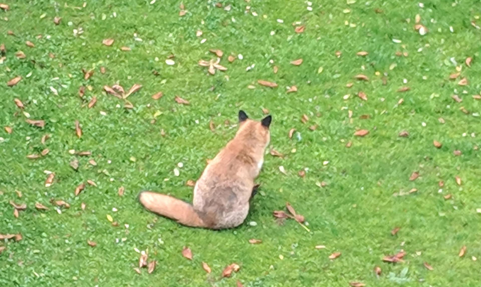 Could this flabby fox be Britain’s biggest? (SWNS)