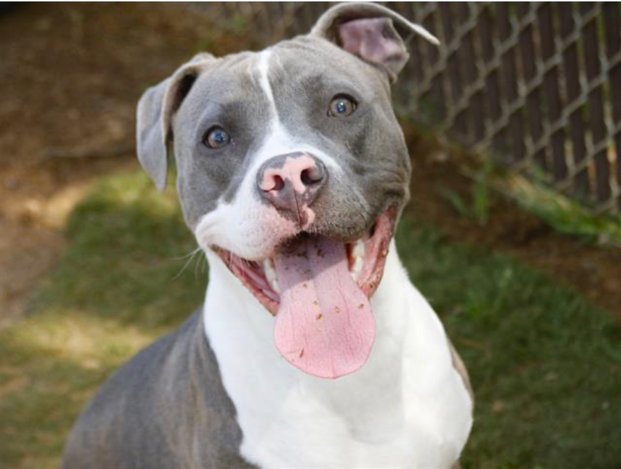 Comet: An 8 month-old, unaltered male, who looks like an American Staffordshire Terrier mix up for adoption.