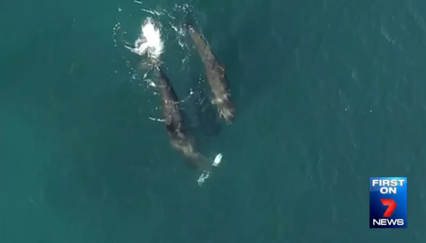 The pod of dolphins are seen chasing and hunting down the shark off Cronulla.