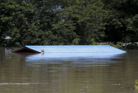 A dog lies on the roof of a home in a flooded village at Kalay township at Sagaing division, August 2, 2015. REUTERS/Soe Zeya Tun