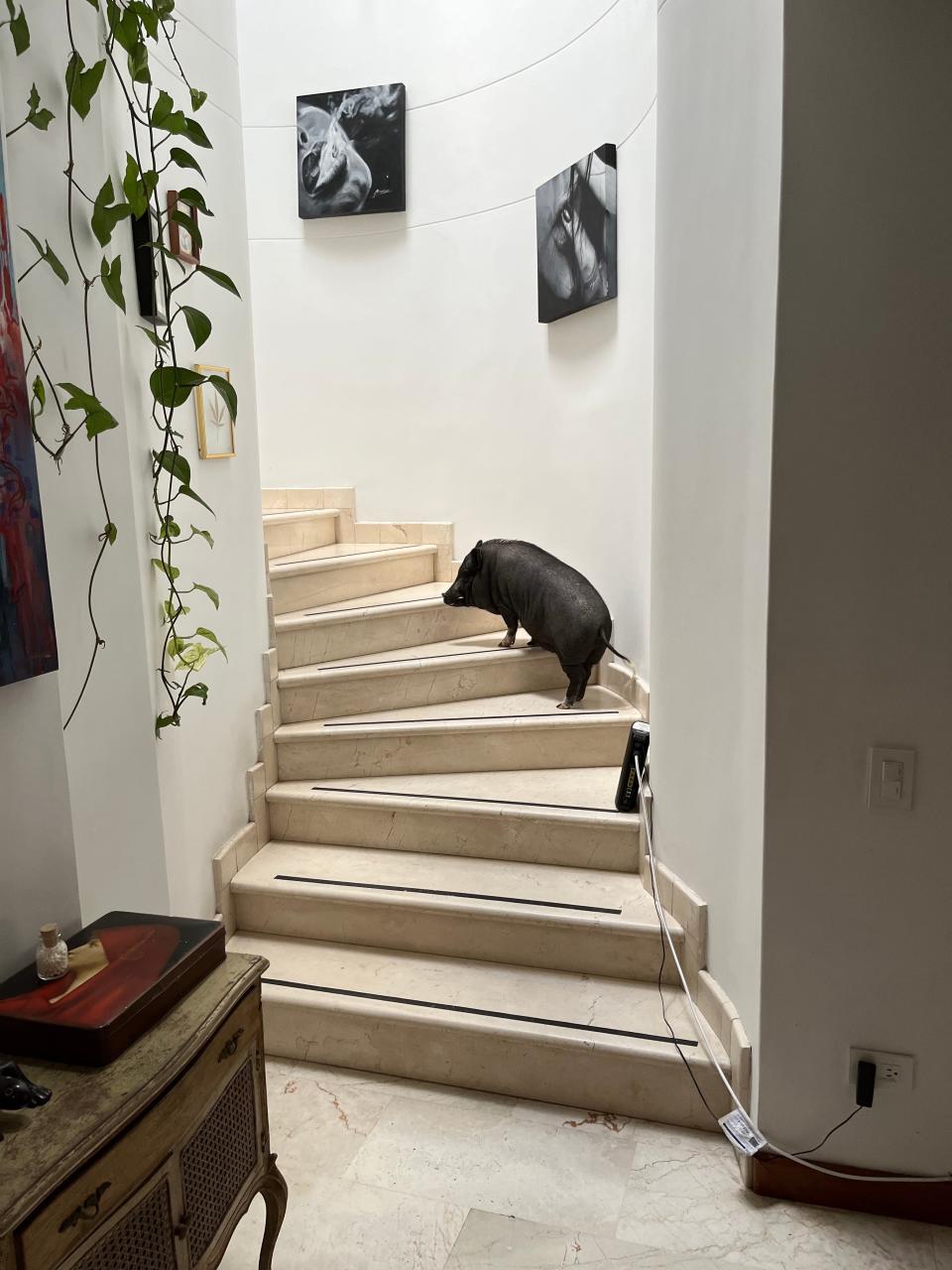 A photo of a pig with black skin and fur walking up a marble staircase. The walls are white with two black and white prints hanging on them.