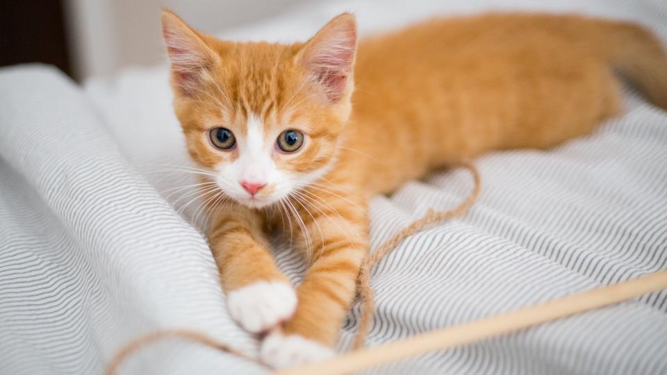 Ginger kitten