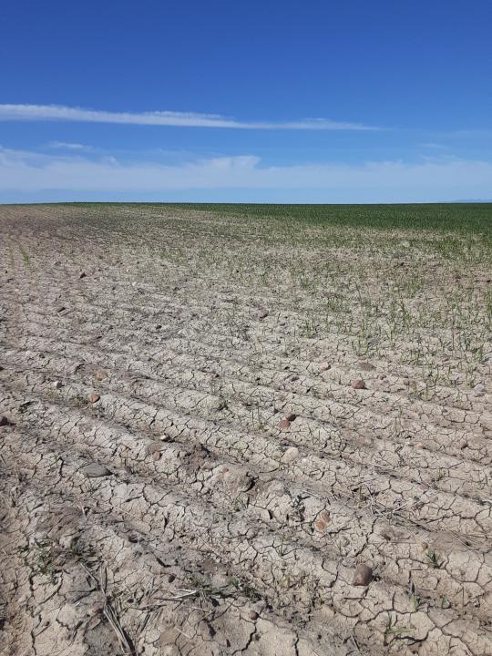 This photo provided by the Phillips County Extension Agency shows a wheat field damaged by grasshoppers, June 18, 2021, near Malta, Mont. U.S. agriculture officials are launching their largest campaign since the 1980s to kill grasshoppers in western states amid an outbreak of the voracious insects. A punishing drought in the U.S. West is drying up waterways, sparking wildfires and leaving farmers scrambling for water. Next up: a plague of voracious grasshoppers. (Marko Manoukian/Phillips County Extension Agency via AP)