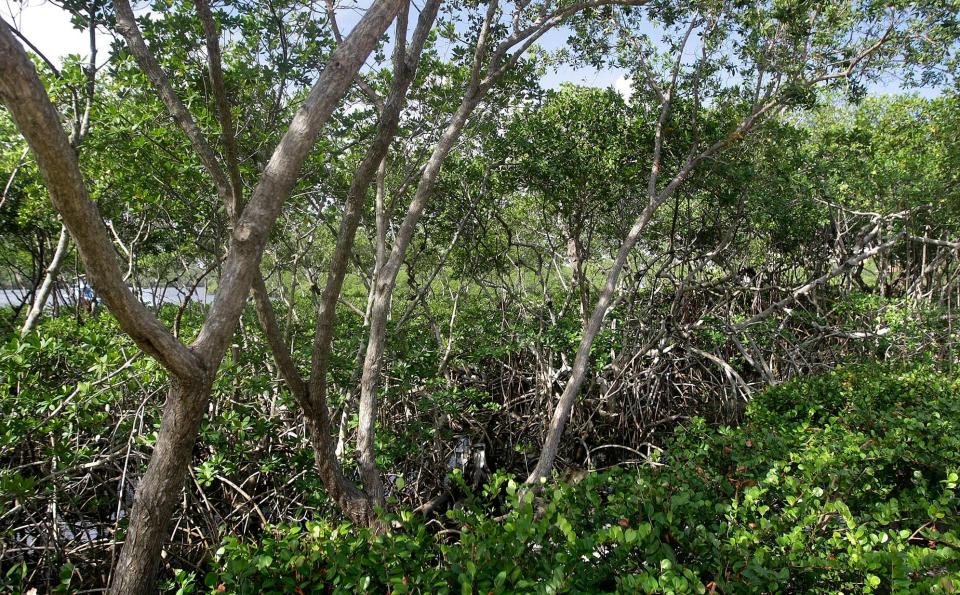 Mangroves: When the overhang interferes with boating in a canal, who pays to clear them?