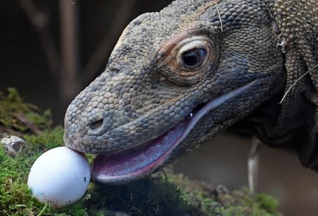 FILE PHOTO: A Komodo dragon, named Ganas, eats a raw egg at London Zoo in London, Britain