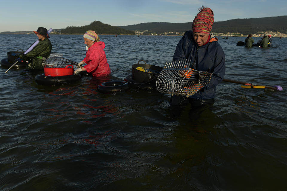 Las buscadoras de almejas Bea Moledo, Ana Abreu y Marisol Rodríguez buscan almejas en el estuario de Lourizán, en Galicia, en el norte de España, el martes 18 de abril de 2023. (AP Foto/Alvaro Barrientos)