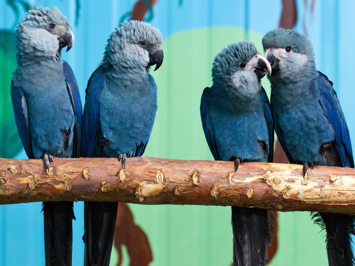 Spix's macaw has been entirely extinct in the wild since the start of the century  (Getty)