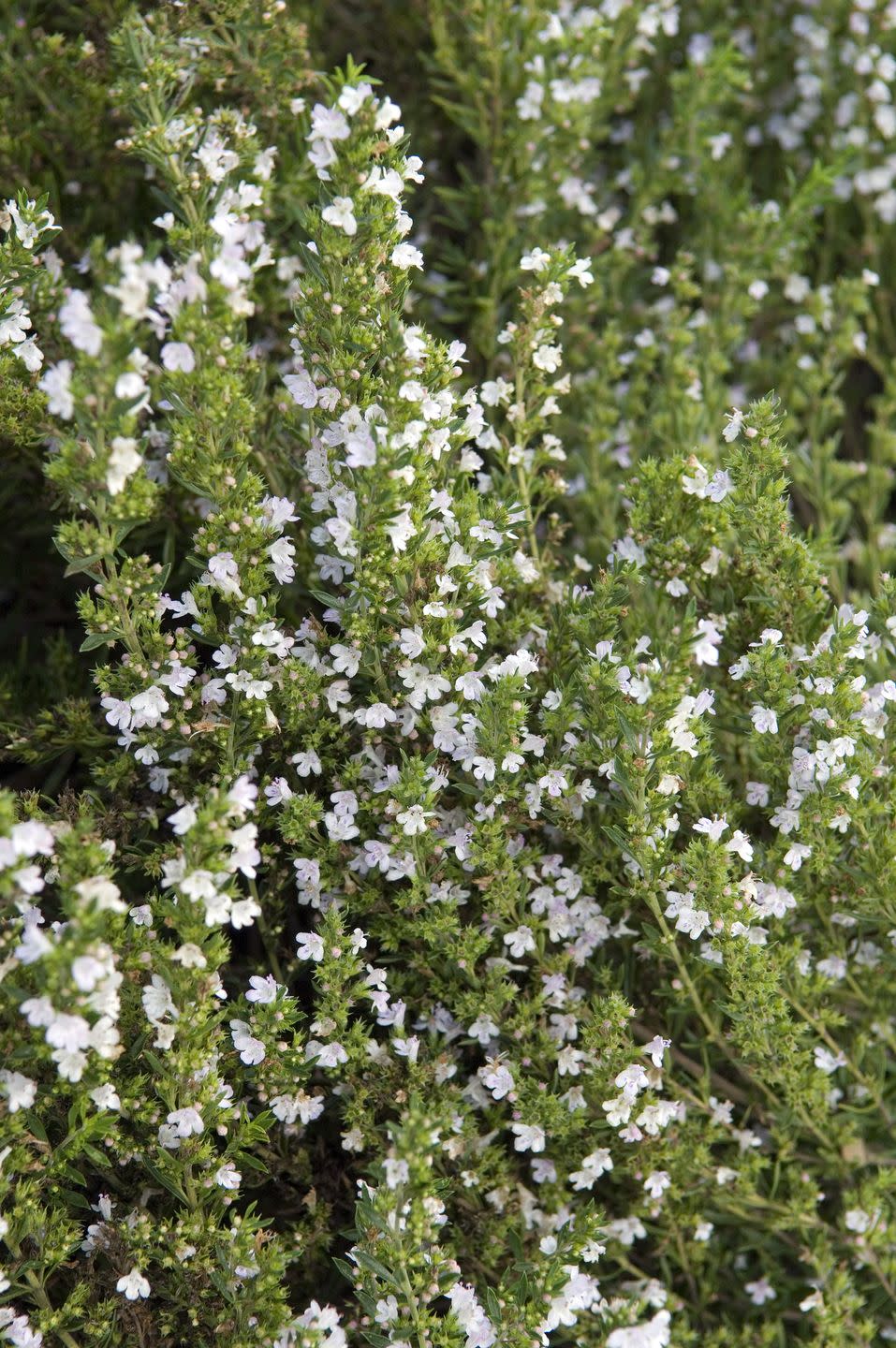 <p>This shrubby plant has petite flowers and foliage. It's not the same as summer savory, which is an annual. Add winter savory to soups and stews. </p><p><a class="link " href="https://www.amazon.com/Davids-Garden-Seeds-9792-Heirloom/dp/B08JF6QJ6M/ref=sr_1_2?crid=270IN53PQL2S&keywords=winter+savory+seeds&qid=1644272387&sprefix=winter+savory+seeds%2Caps%2C164&sr=8-2&tag=syn-yahoo-20&ascsubtag=%5Bartid%7C10069.g.35122682%5Bsrc%7Cyahoo-us" rel="nofollow noopener" target="_blank" data-ylk="slk:SHOP WINTER SAVORY SEEDS;elm:context_link;itc:0;sec:content-canvas">SHOP WINTER SAVORY SEEDS</a></p>